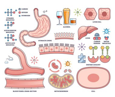 Alkol metabolizması mide, karaciğer ve moleküler yapılarla gösterilir ve vücutta alkolün nasıl işlendiğini gösterir. Taslak biçim koleksiyonu