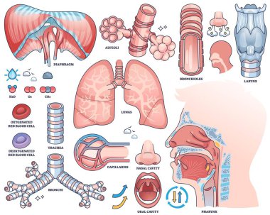 Solunum sistemi diyagramı akciğerleri, soluk borusu ve alveolleri gösteriyor. Eğitim için etiketlenmiş kısımları var. Taslak biçim koleksiyonu