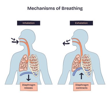 Nefes alma mekanizmaları, oklar, akciğerler ve diyafram etiketli solunum ve nefes alış verişi gösteriyor. Doodle biçim diyagramı