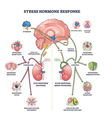 Stres hormonu tepkisi net bir şemada beyin, adrenal bezler ve hormonlar gösteriyor. Özet diyagramı
