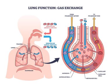 Akciğer fonksiyonu diyagramı alveolde gaz değişimi gösteriyor. Akciğerleri, soluk borusunu ve kan damarlarını renklendiriyor. Özet diyagramı
