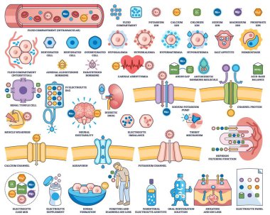 Elektrolit dengesi iyonlar, hücreler ve böbrek fonksiyonu diyagramlarıyla gösterilir, sıvı bölmeleri ve dengesizlikleri gösterir. Taslak biçim çalışma tablosu koleksiyonu