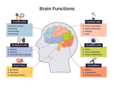 Beyin fonksiyonları etiketli beyin bölgeleriyle gösterilir, basit ve net bir düzende lob, kök ve beyincik vurgulanır. Doodle biçim diyagramı