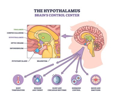 Beyin kontrol merkezi olarak hipotalamus, vücut fonksiyonları için etiketli bölgeler, oklar ve simgelerle gösterilir. Özet diyagramı