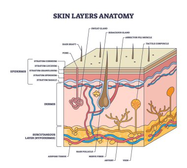 Deri katmanları üst deriyi, deriyi ve deri altı derisini gösteriyor. Saç kökü, sinir lifleri ve ter beziyle. Özet diyagramı