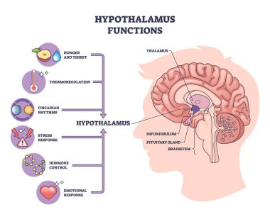 Hipotalamus fonksiyonları örneklenmiş, beyin profili hipotalamus, hipofiz bezi ve talamusu açlık, sıcaklık, uyku, stres ve duyguları birbirine bağlar. Özet diyagramı