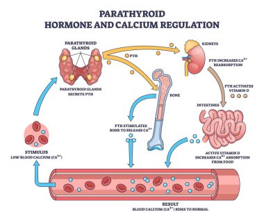 Paratiroid hormon kalsiyum regülasyonu gösteriliyor. Salgı bezlerinden alınan PTH, kan dolaşımını sağlamak için kemik, böbrek ve bağırsakları hedef alıyor. Anahtar nesneler paratiroid bezleri, kemik, böbrek. Özet diyagramı
