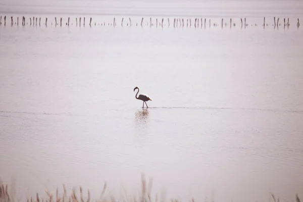 stock image pink flamingo walks undisturbed in the waters of the delta in the middle of nature