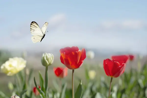 Weißer Schmetterling Fliegt Frei Zwischen Den Blumen Einem Sonnigen Frühlingstag lizenzfreie Stockbilder