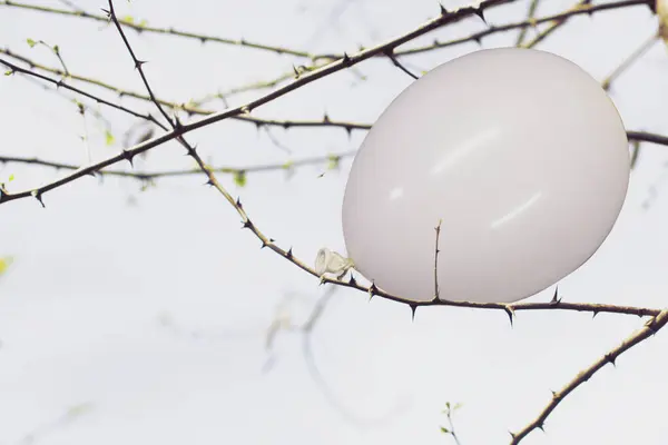 white balloon stuck in the branches of a thorny plant, abstract concept