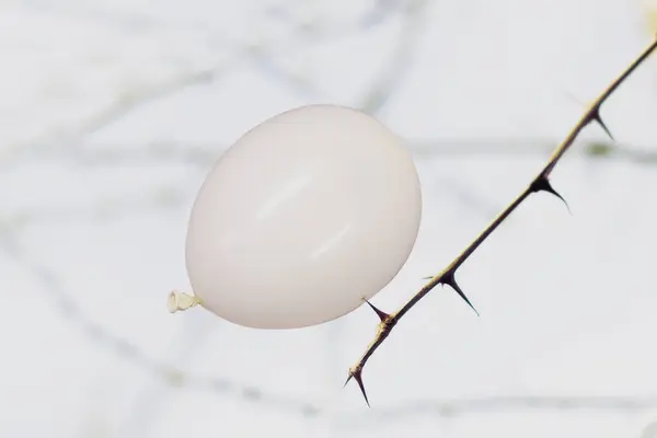 白色气球在植物荆棘上飞舞 有爆炸的危险 抽象的概念 图库图片