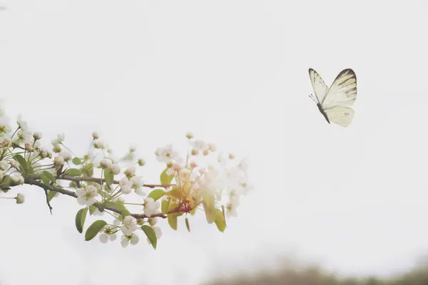 White Butterfly Flies Free Flowering Branches Tree Spring Day Стоковое Фото