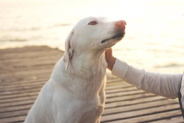 Bir köpeğin tatlı okşaması, aşk ve sadakat kavramı.