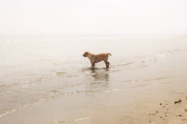 Genç köpek ilginç bir şekilde denize bakıyor.