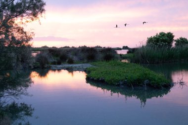 Po Delta 'nın doğal manzarası günbatımının altın ışıklarıyla aydınlanıyor flamingolar uçuşuyor