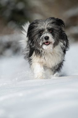 Kış manzarasında koşan sevimli bir köpek.