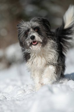 Kış manzarasında koşan sevimli bir köpek.