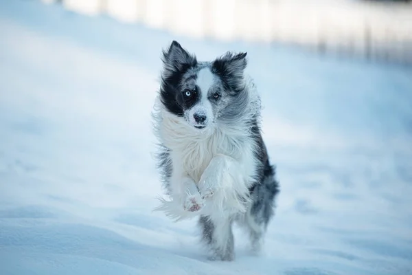 Border collie dog in winter landscape