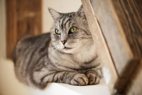 Kucing Meja Ruang Tamu — Stok Foto