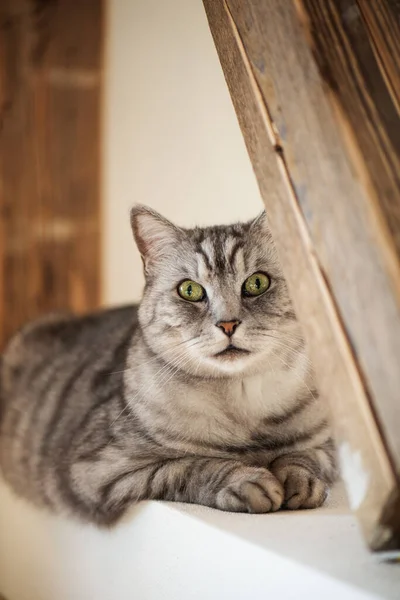 Tabby Cat Living Room — Stock Photo, Image
