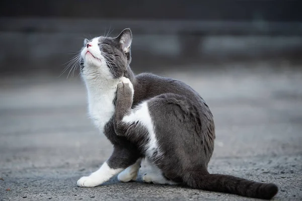 Roztomilý Kočka Sedí Terase Poškrábe — Stock fotografie