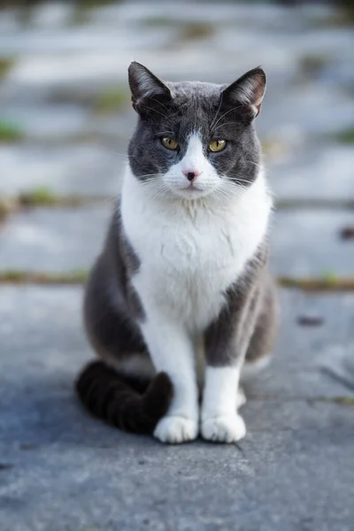Lindo Gato Sentado Una Terraza — Foto de Stock