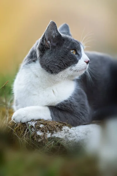 Domácí Kočka Ležící Přírodě — Stock fotografie