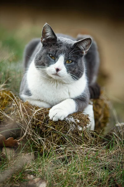 Kucing Domestik Berbaring Latar Belakang Alam — Stok Foto