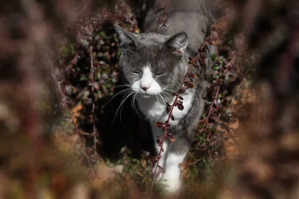 Katt Vårnaturen — Stockfoto