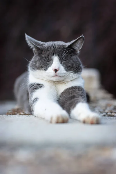 Kucing Domestik Berbaring Latar Belakang Alam — Stok Foto