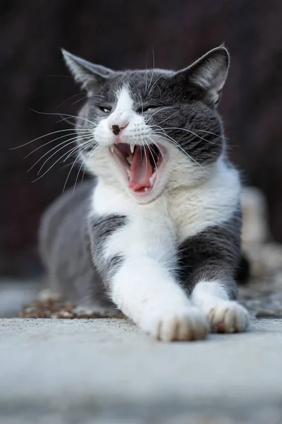 Kot Domowy Leżący Tle Natury — Zdjęcie stockowe