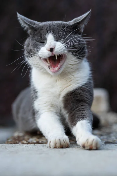 Chat Domestique Couché Dans Nature Fond — Photo