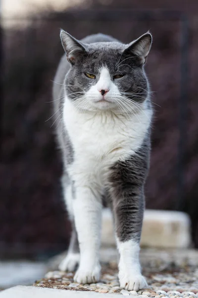 Katten Sträcker Sig Terrassen — Stockfoto