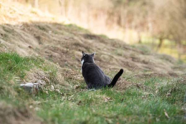 Domestic Cat Lying Nature Background — Stock Photo, Image