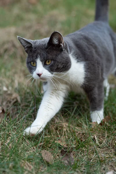 Domestic Cat Walks Meadow — Stock Photo, Image