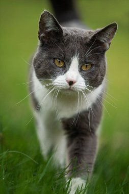 Genç evcil kedi yeşil bir çayırda yürüyor