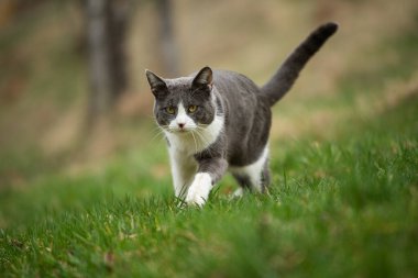 Yeşil çayırdaki genç evcil kedi