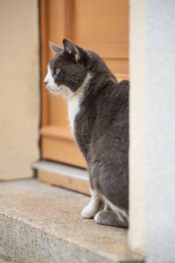 Genç kedi ön kapının önünde oturur ve uzaklığa bakar.