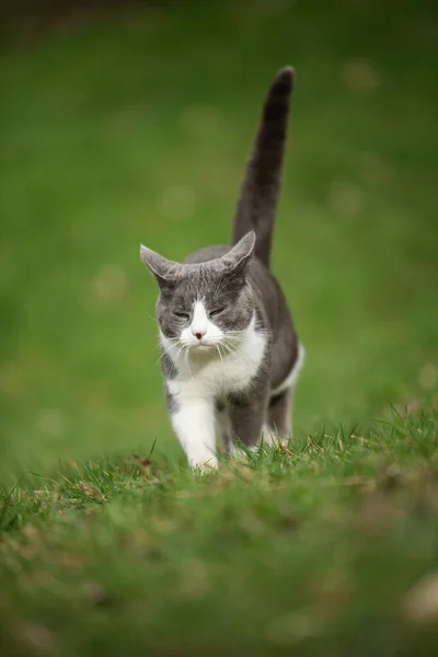 집고양이가 초원을 — 스톡 사진