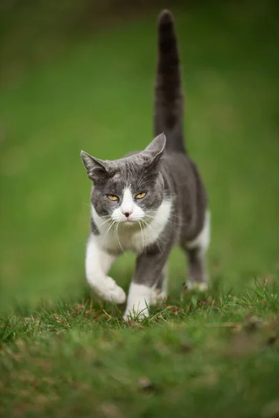 Pisica Domestică Tânără Merge Pajiște Verde — Fotografie, imagine de stoc