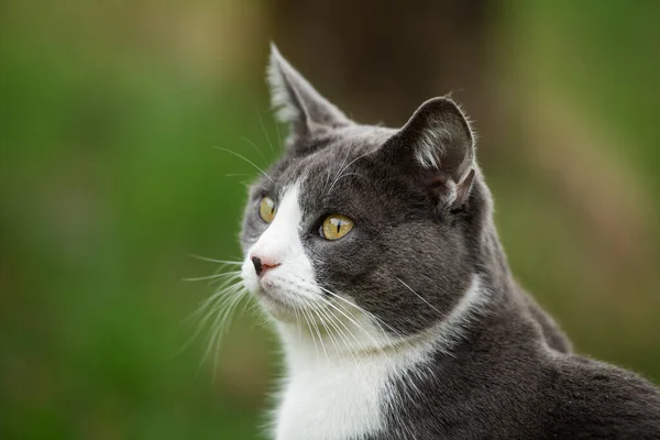 Kucing Domestik Muda Padang Rumput Hijau — Stok Foto