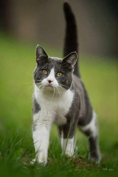 Kucing Domestik Muda Berjalan Padang Rumput Hijau — Stok Foto
