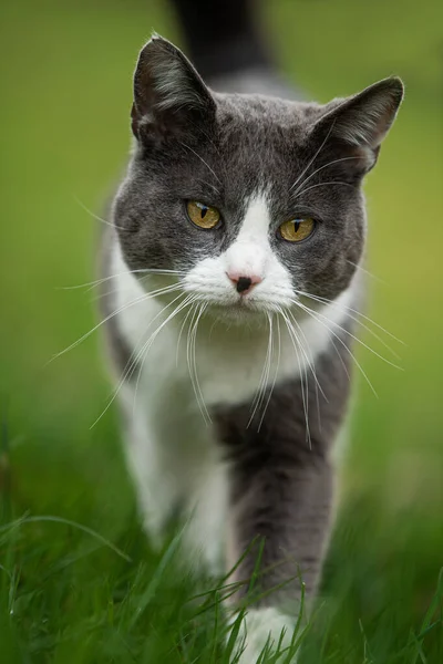 집고양이가 초원을 — 스톡 사진