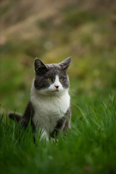 Jeune Chat Domestique Dans Une Prairie Verte — Photo