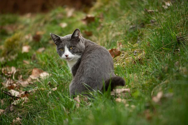 Kucing Domestik Muda Padang Rumput Hijau — Stok Foto