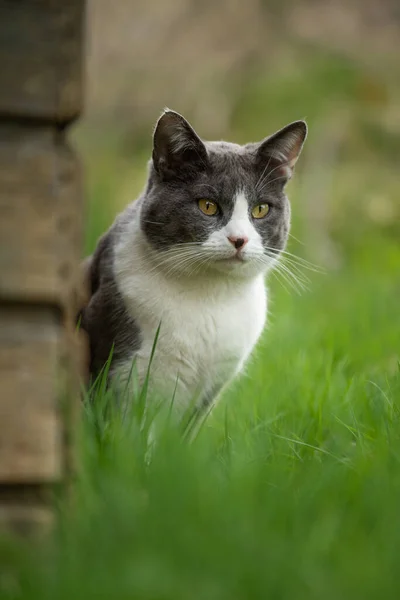 緑の草原で若い国内猫 — ストック写真
