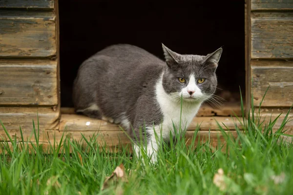 초원에 집고양이 — 스톡 사진