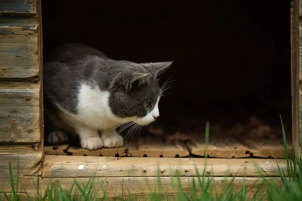 Mladá Domácí Kočka Zelené Louce — Stock fotografie