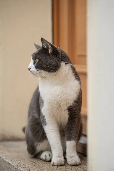 Νεαρή Γάτα Κάθεται Μπροστά Από Την Μπροστινή Πόρτα Και Κοιτάζοντας — Φωτογραφία Αρχείου