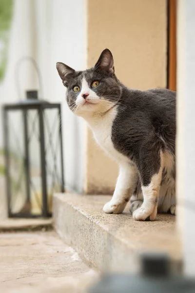 Young Cat Sits Front Front Door Looking Camera — Stock Photo, Image